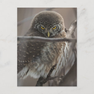 Angry Look Owl Postkarte