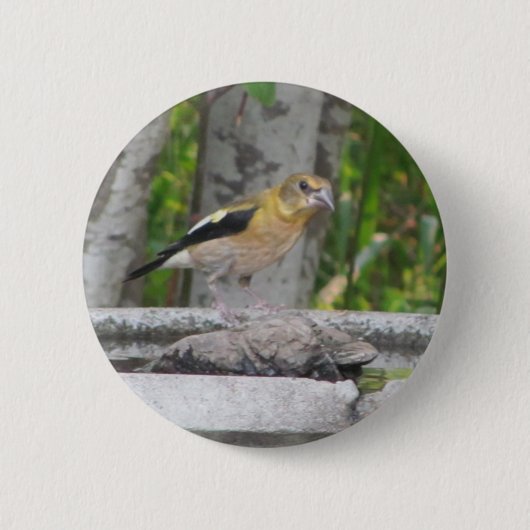 Angry Looking Bird Button (Vorderseite)