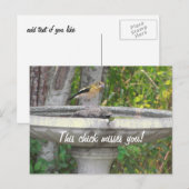 Angry Looking Bird mit Ihrem Satz Postkarte (Vorne/Hinten)