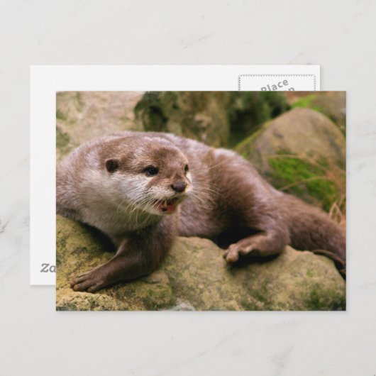 Angry Otter Postcard Postkarte (Vorne/Hinten)