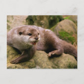 Angry Otter Postcard Postkarte (Vorderseite)