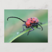 Angry Red Beetle Bug Nature Photography  Postkarte (Vorderseite)