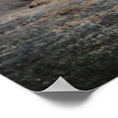 Angry Roaring Tiger Foto Poster (Ecke)