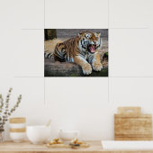 Angry Roaring Tiger Foto Poster (Küche)