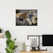 Angry Roaring Tiger Foto Poster (Heimbüro)