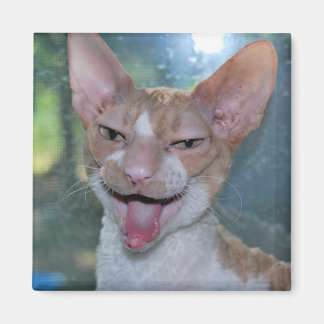 Angry Roo Magnet