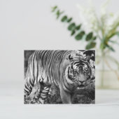 Angry Tiger Postkarte (Stehend Vorderseite)