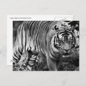 Angry Tiger Postkarte (Vorne/Hinten)
