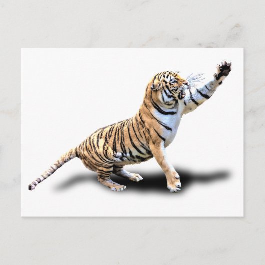 ANGRY TIGER POSTKARTE (Vorderseite)