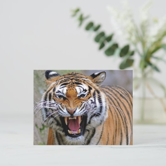 Angry Tiger Postkarten (Stehend Vorderseite)