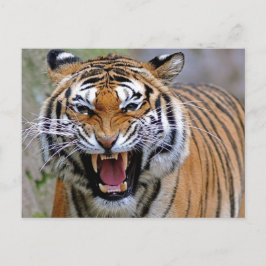 Angry Tiger Postkarten