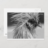 Angry Wet Silkie Chicken Postkarte (Vorne/Hinten)