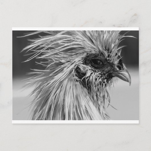 Angry Wet Silkie Chicken Postkarte (Vorderseite)