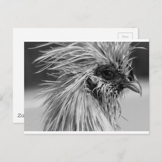 Angry Wet Silkie Chicken Postkarte (Vorne/Hinten)