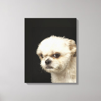 Angry white Shih Tzu mit braunen Augen Leinwanddruck
