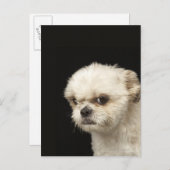 Angry white Shih Tzu mit braunen Augen Postkarte (Vorne/Hinten)