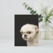 Angry white Shih Tzu mit braunen Augen Postkarte (Stehend Vorderseite)