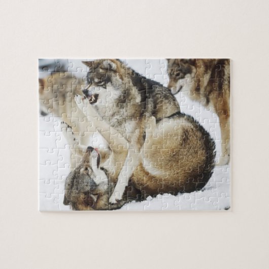 Angry Wolf Puzzle (Horizontal)