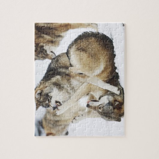 Angry Wolf Puzzle (Vertikal)