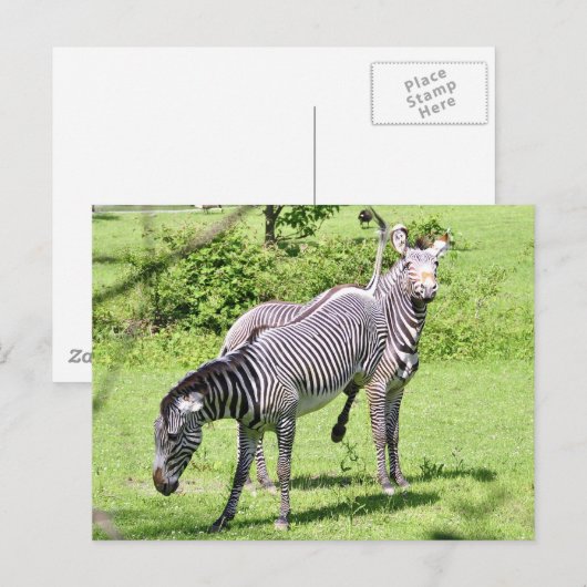 Angry Zebra Postkarte (Vorne/Hinten)
