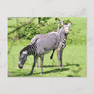 Angry Zebra Postkarte