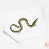 Anguilla anguilla ovaler aufkleber (Umschlag)