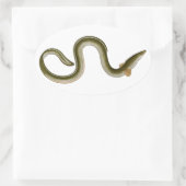 Anguilla anguilla ovaler aufkleber (Tasche)