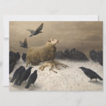 Anguisch: Schafe mit einem toten Lamm