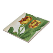 Anguloa Ruckerii Sanguine Lindenia Orchid Fliese (Seite)