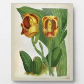 Anguloa Ruckerii Sanguine Lindenia Orchid Fotoplatte (Vorderseite)