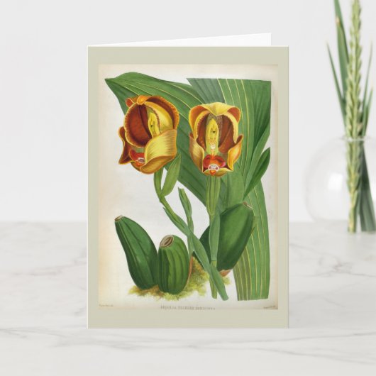 Anguloa Ruckerii Sanguine Lindenia Orchid Karte (Vorderseite)