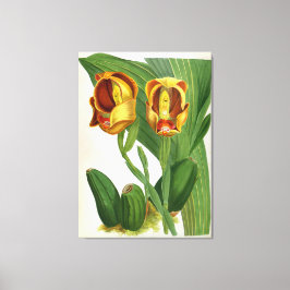 Anguloa Ruckerii Sanguine Lindenia Orchid Leinwanddruck