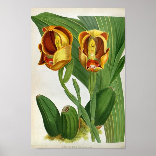 Anguloa Ruckerii Sanguine Lindenia Orchid Poster (Vorne)