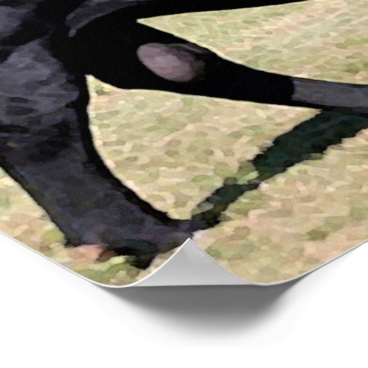 Angus Bull Portrait Poster Print (Ecke)