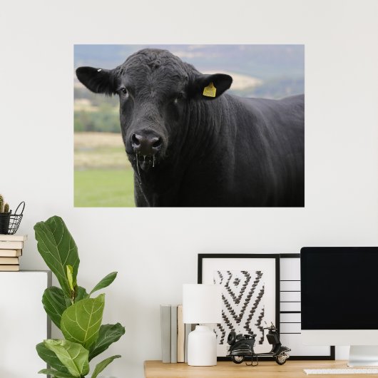 Angus-Bulle Poster (Heimbüro)