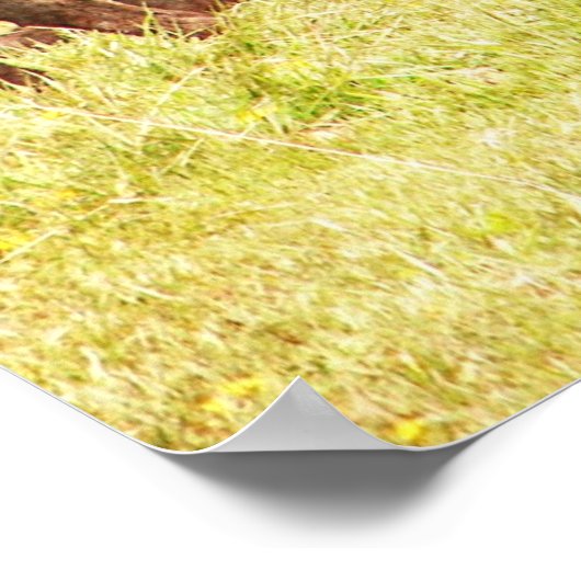 Angus Calves auf Weide Poster (Ecke)