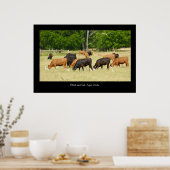 Angus Cattle Poster Print (Küche)