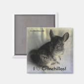 Angus Chinchilla Magnet (Vorderseite/Rückseite)