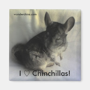 Angus-Chinchilla-Magnet Magnet