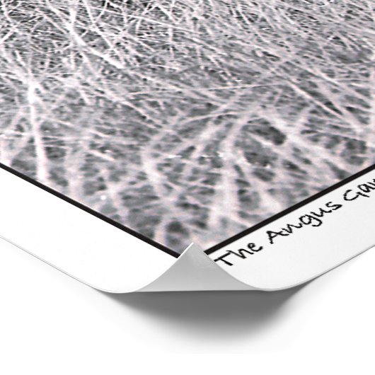 Angus Gang - Schwarzer Angus - Rind - Texas Poster (Ecke)