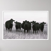 Angus Gang - Schwarzer Angus - Rind - Texas Poster (Vorne)