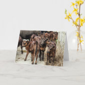 Angus-Mastvieh-Kalb-leere Gruß-Karte Karte (Gelbe Blume)