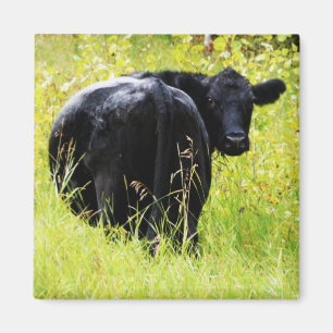 Angus-Ochse im hohen gelben Gras Magnet