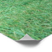 Angus-Rinder Poster (Ecke)