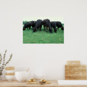 Angus-Rinder Poster (Küche)