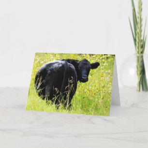 Angus Steer im großen gelben Gras Karte