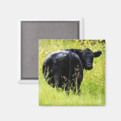 Angus Steer im großen gelben Gras Magnet (Vorderseite/Rückseite)