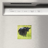 Angus Steer im großen gelben Gras Magnet (In Situ (Geschirrspüler))