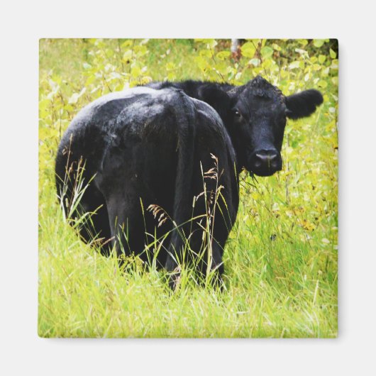 Angus Steer im großen gelben Gras Magnet (Vorne)