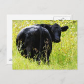 Angus Steer im großen gelben Gras Postkarte (Vorne/Hinten)